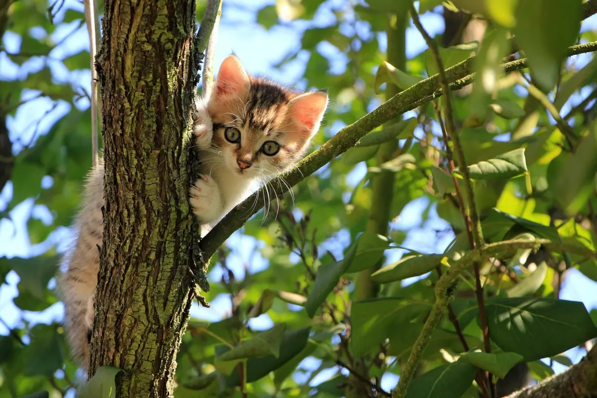 ¡Derechos Animales ya! - Gatito en la rama de un árbol