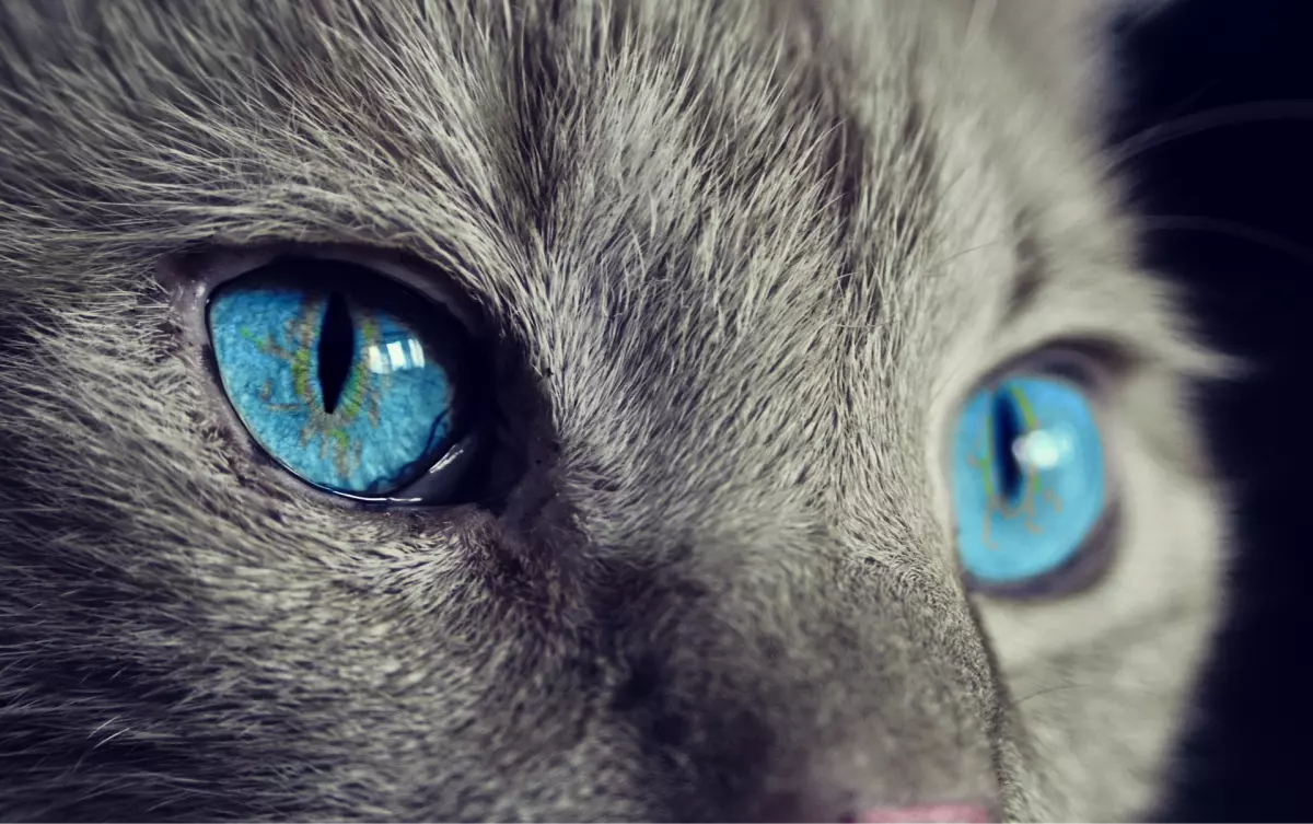 ¡Derechos Animales ya! - Gato con ojos azules - Los gatos no transmiten el coronavirus