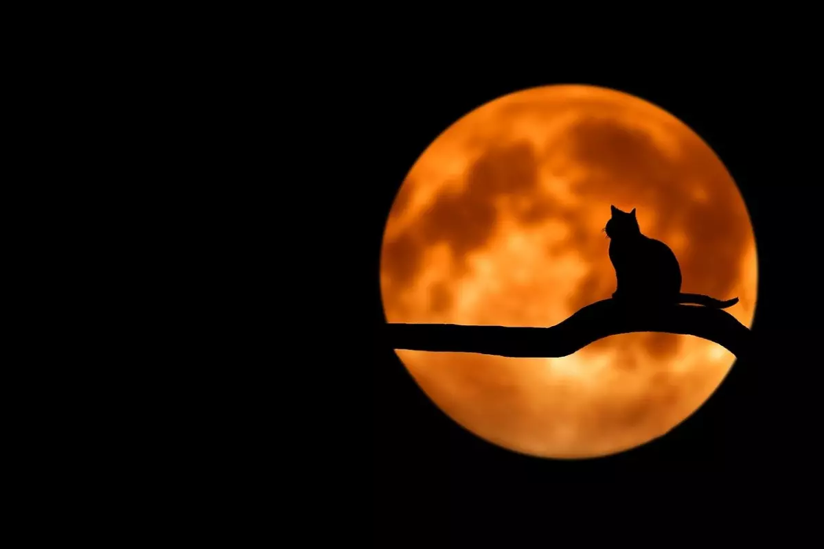 ¡Derechos Animales ya! - Gato en una rama frente a la luna llena