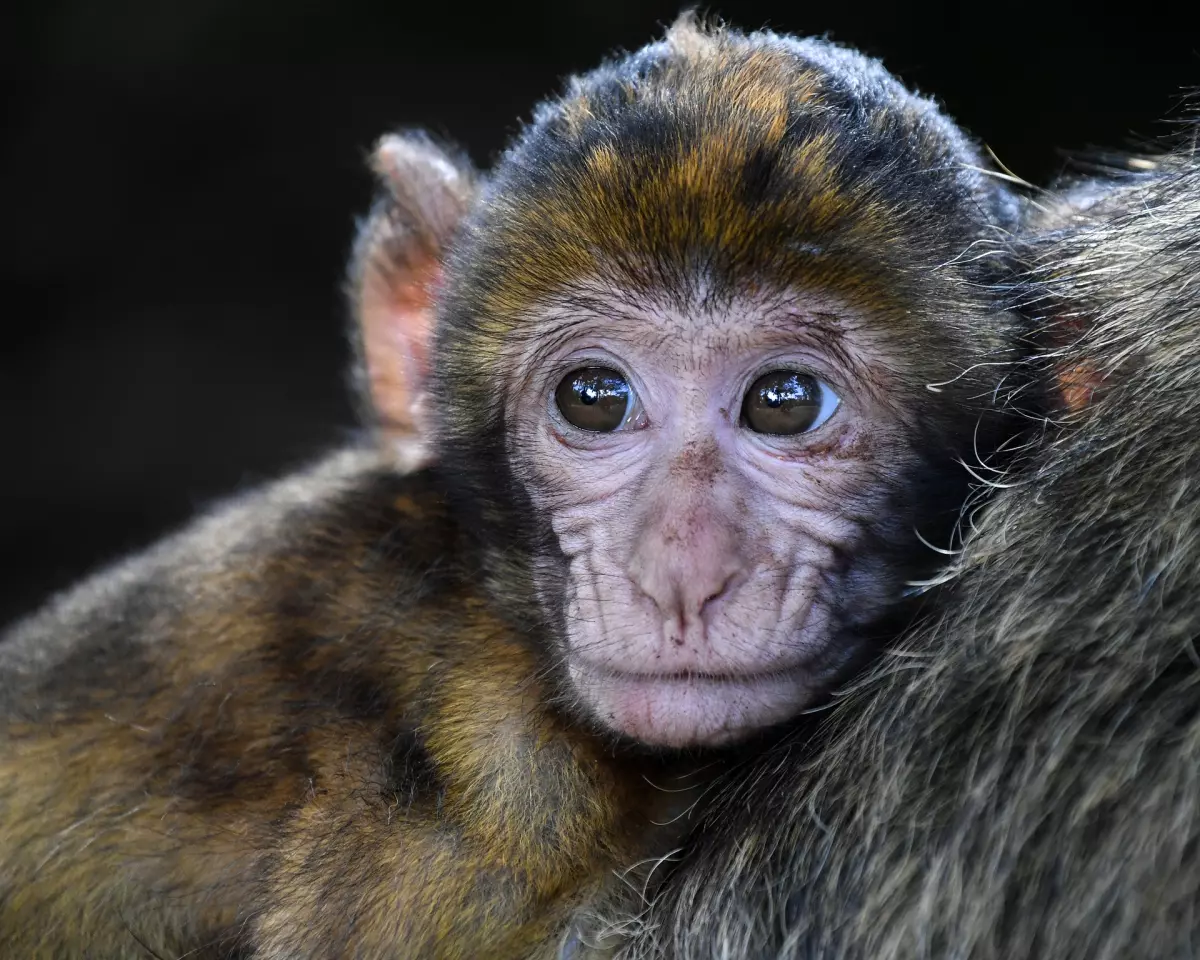 ¡Derechos Animales ya! - Cría de macaco - Leche de coco