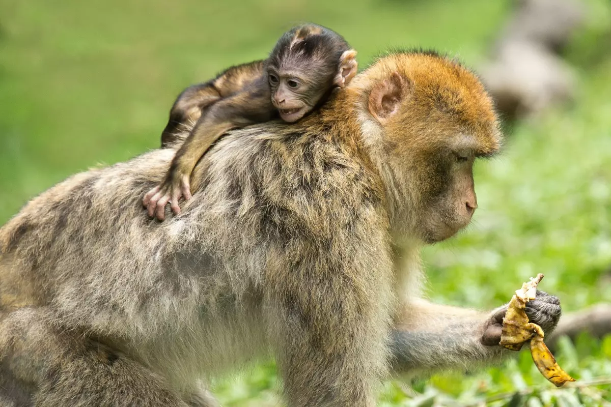 ¡Derechos Animales ya! - Macacos de Berbería
