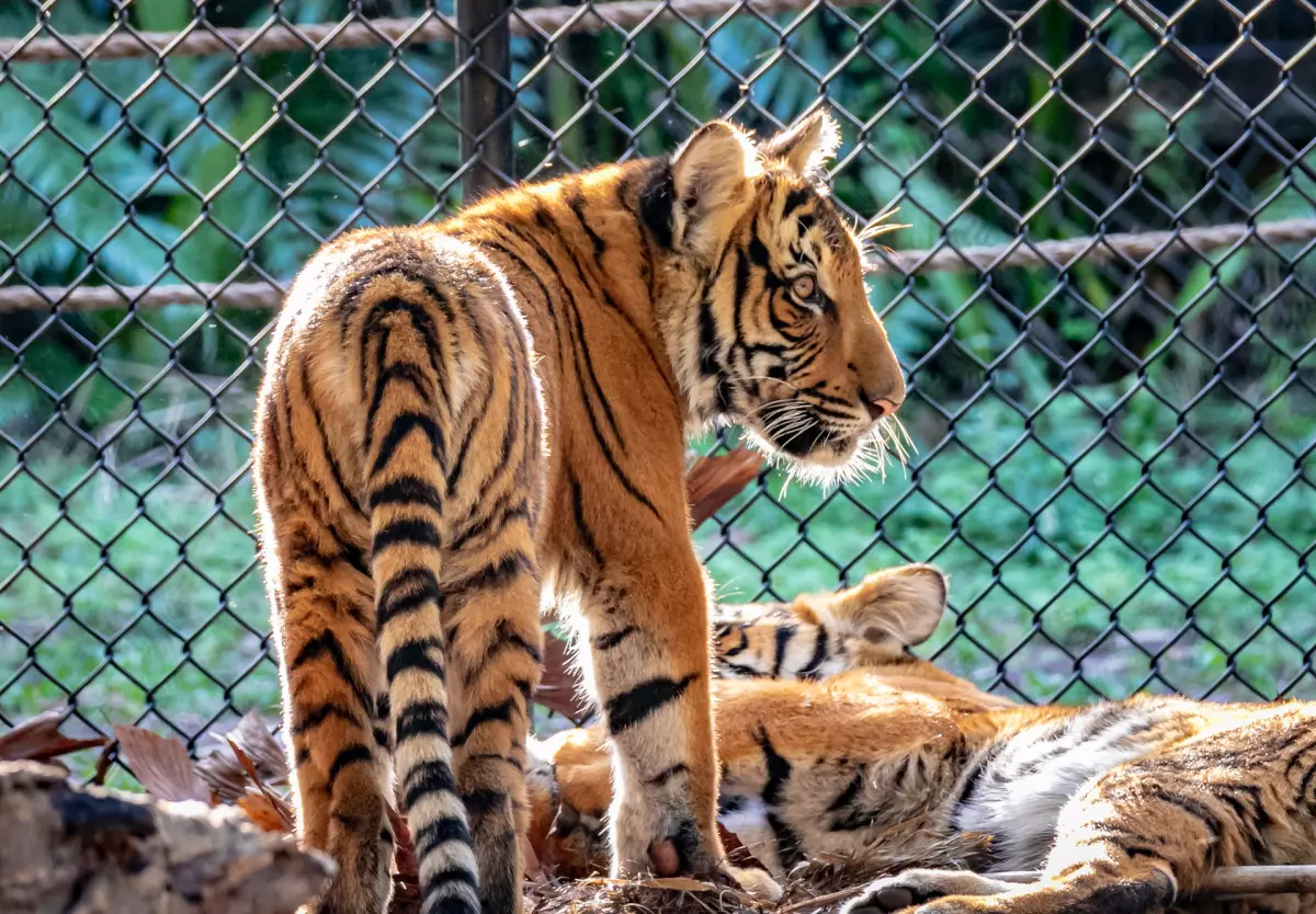 ¡Derechos Animales ya! - Tigre malayo en un zoológico