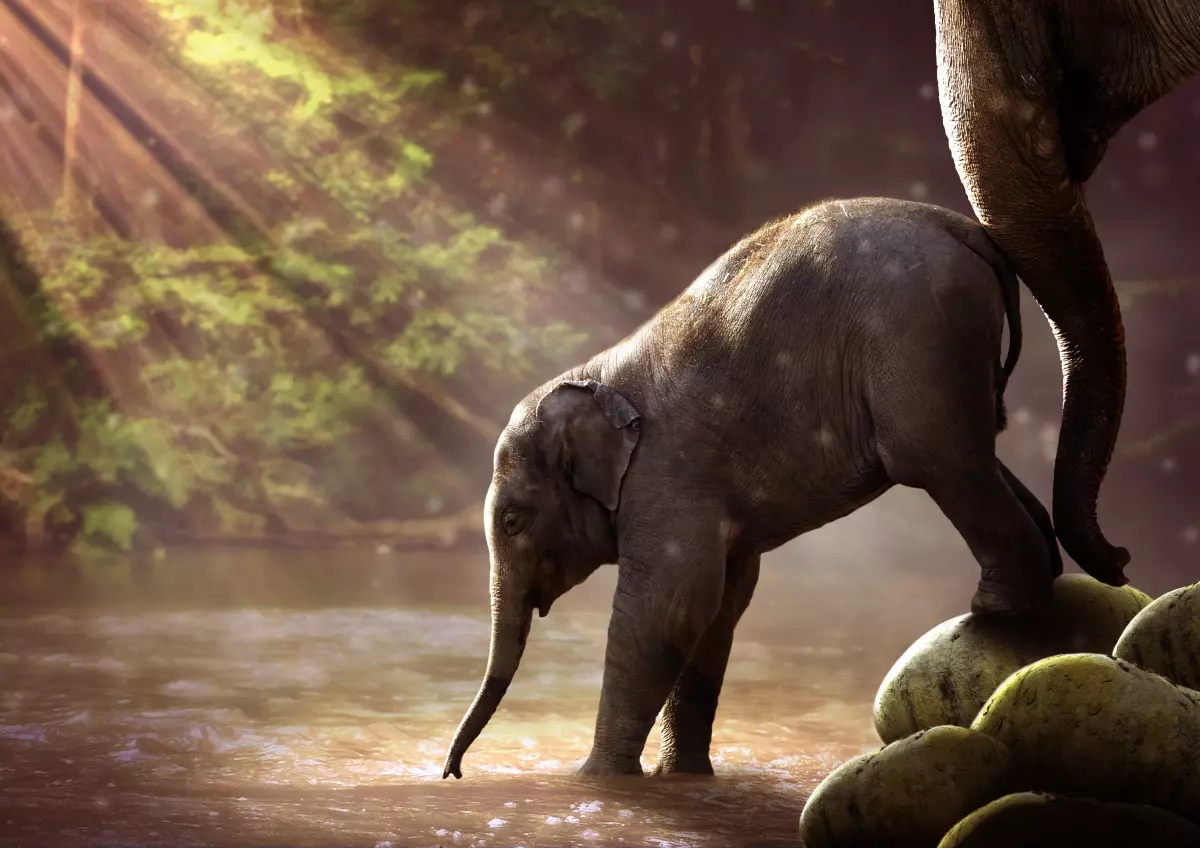 Derechos Animales ya - Cría de elefante metiéndose en el agua - Conciencia animal