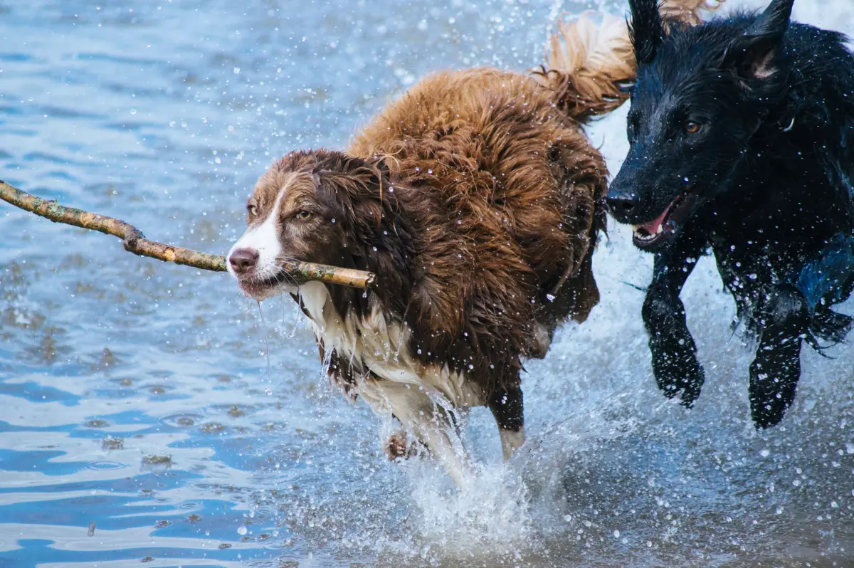 Derechos Animales ya - Dos perros corriendo sobre el agua - Intereses inalienables