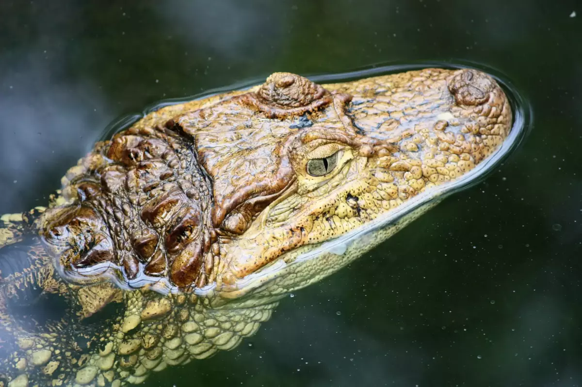 Las granjas de cocodrilos y la esclavitud de los reptiles - ¡Derechos  Animales ya!