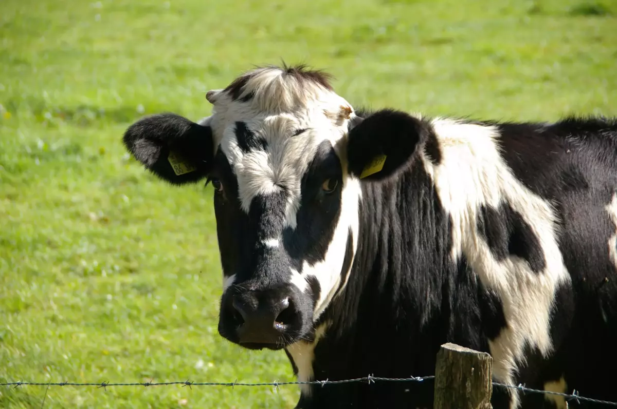 ¡Derechos Animales ya! - Vaca lechera tras una verja de espino