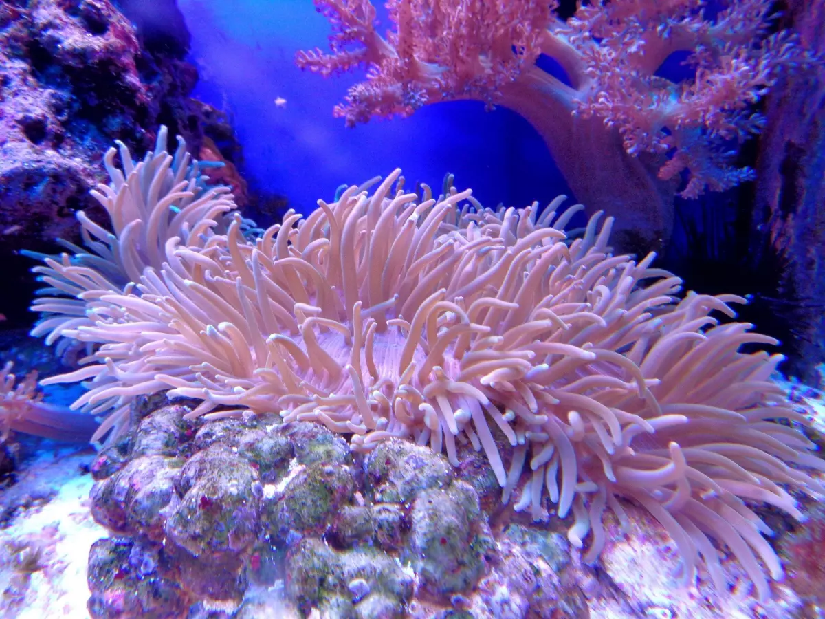 ¡Derechos Animales ya! - Coral en un acuario