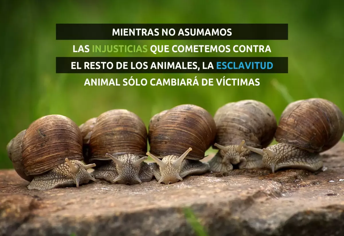¡Derechos Animales ya! - Granjas de caracoles - Animales invertebrados