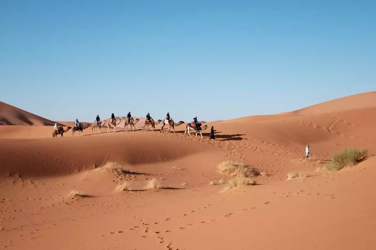 Partido Vegano - Turismo a camello por el desierto