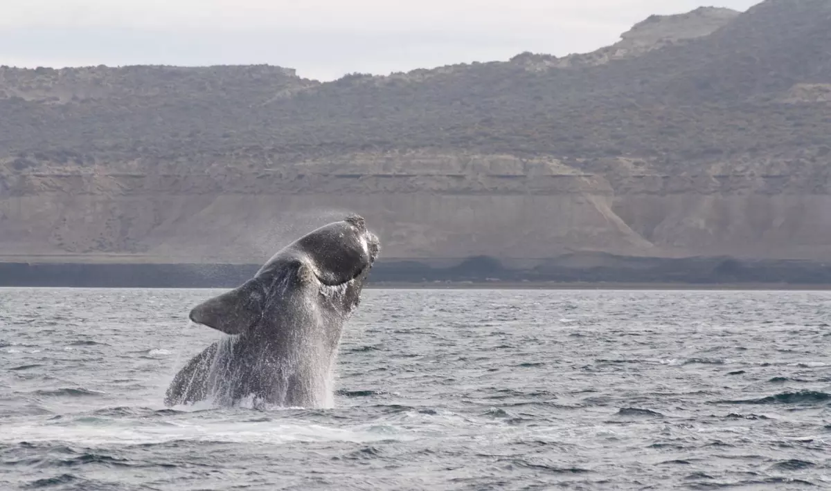 ¡Derechos Animales ya! - Salto de una ballena franca austral
