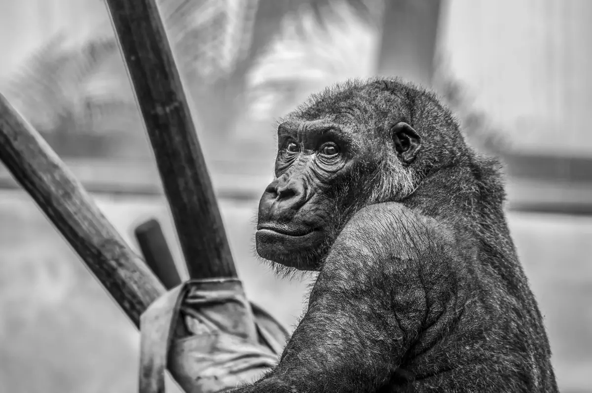 Partido Vegano - Gorila en un zoológico