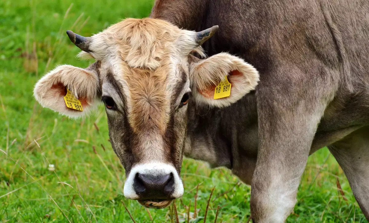 ¡Derechos Animales ya! - Vaca de perfil con crotales y cuernos limados