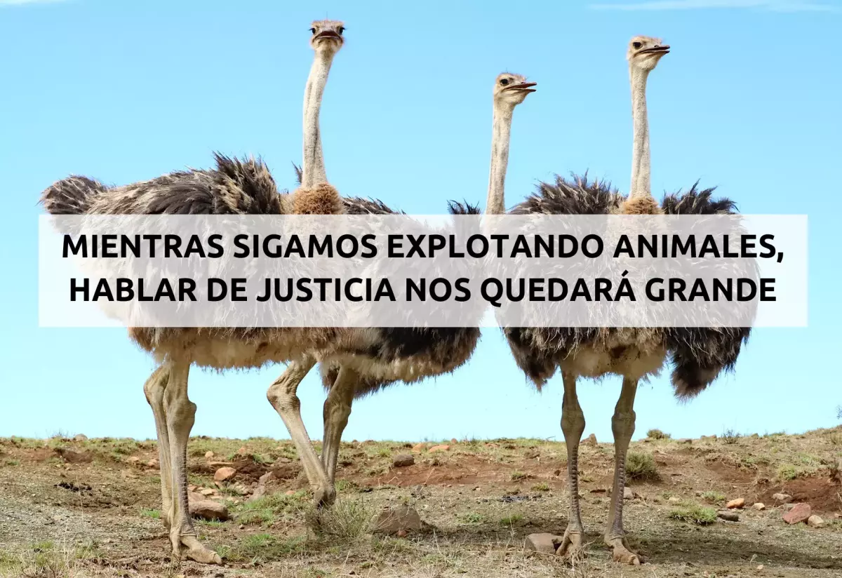 ¡Derechos Animales ya! - Las granjas de avestruces y el esnobismo especista