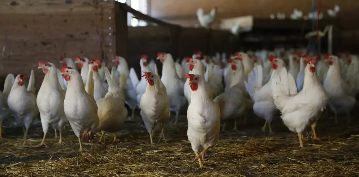 ¡Derechos Animales ya! - Pollos criados en suelo