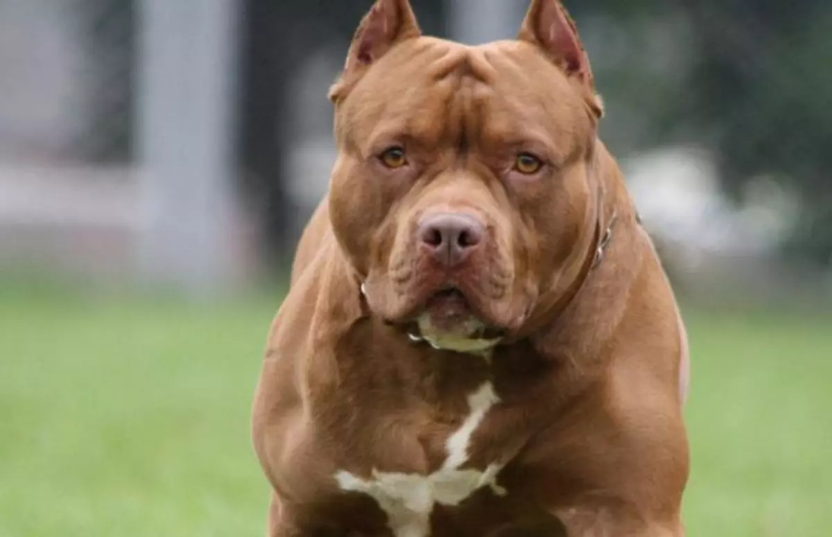 Partido Vegano - Pitbull sacrificado por matar a su propietario - Autodefensa animal y la pena de la muerte