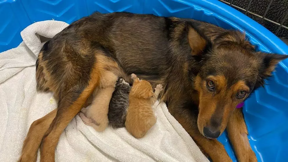 Partido Vegano - Perra rescatada cuida a gatitos abandonados - Empatía y altruismo en animales