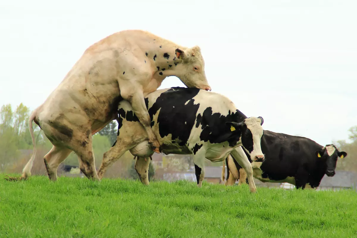 ¡Derechos Animales ya! - Apareamiento de toro y vaca - Eyaculación forazada e inseminación de animales