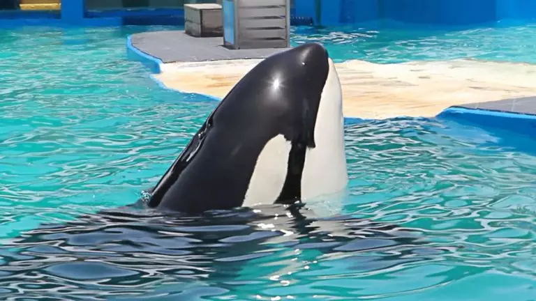 Partido Vegano - Vista de la orca Lolita en su acuario