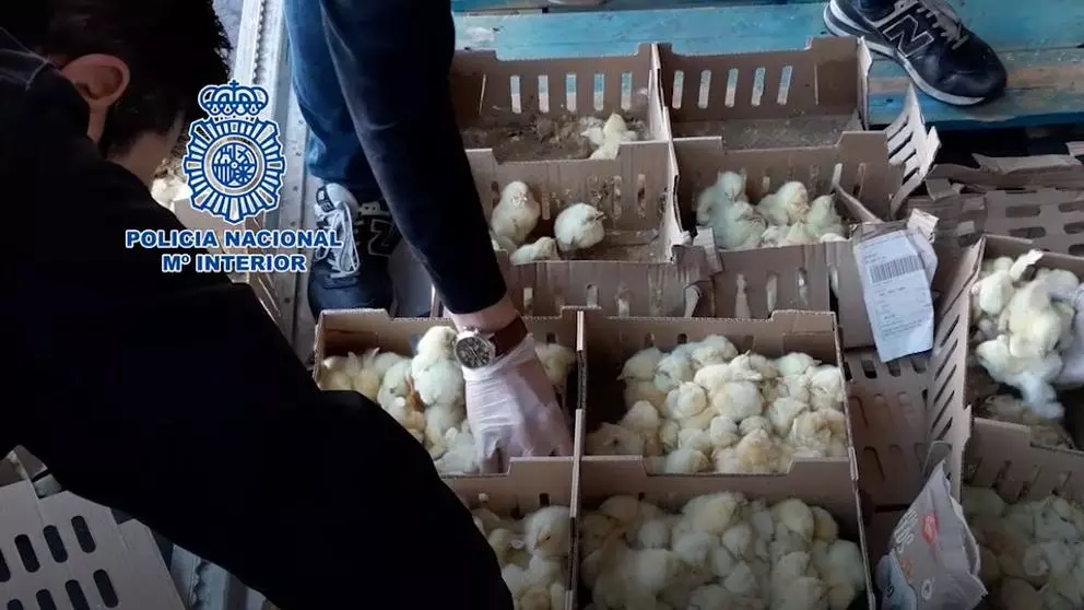 Partido Vegano - 20.000 pollitos abandonados mueren en el aeropuerto de Barajas