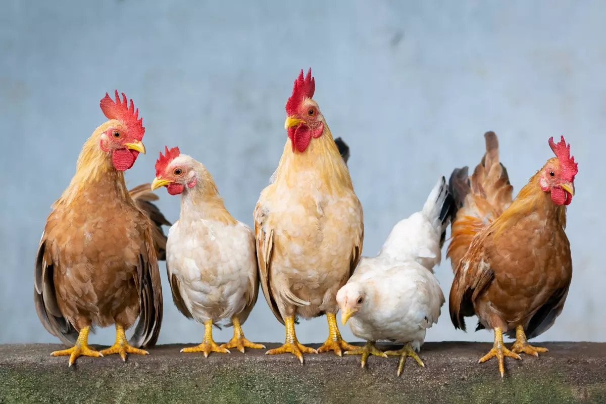 Partido Vegano - Pollos y gallinas