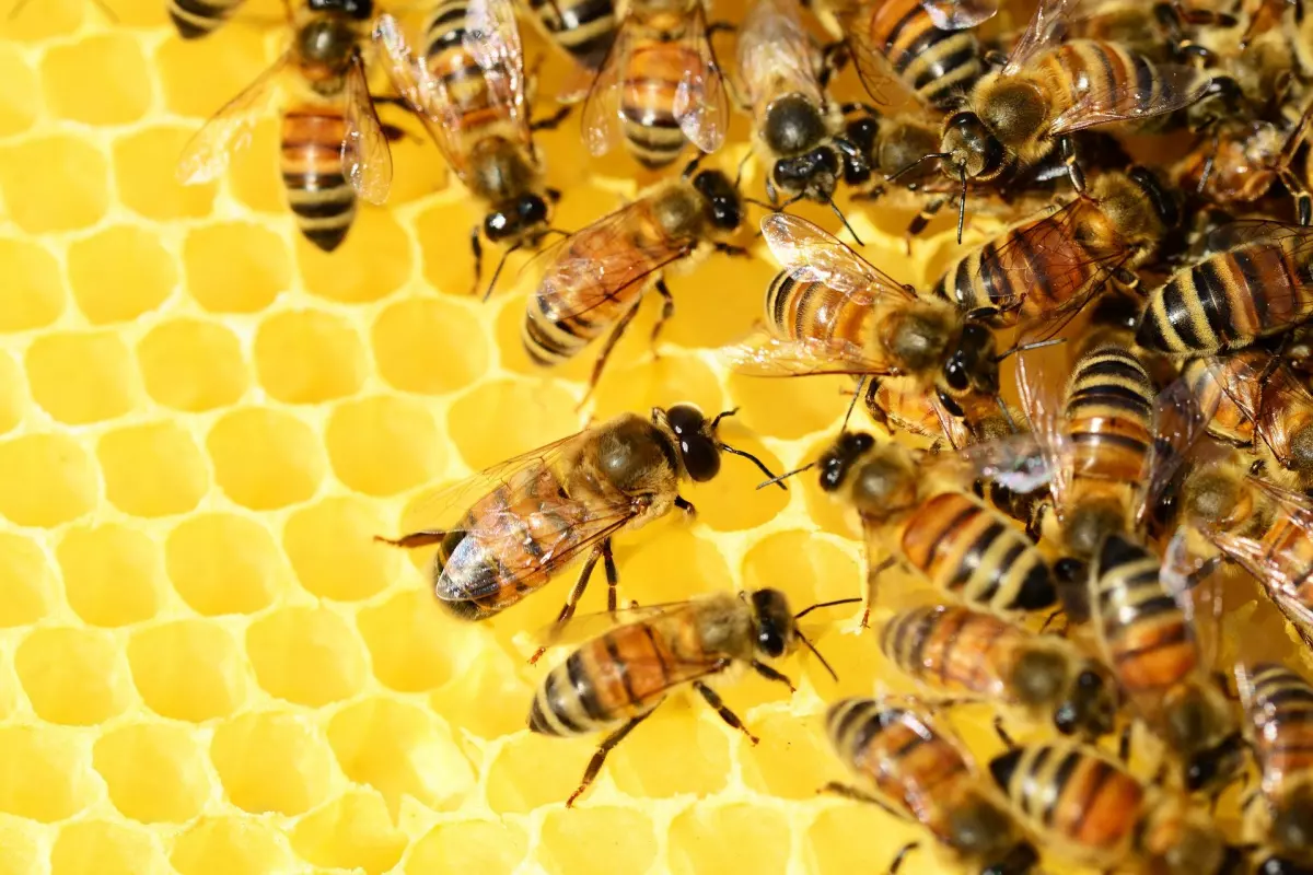 Partido Vegano - Abejas explotadas para la obtención de miel - La miel y la dieta vegetariana