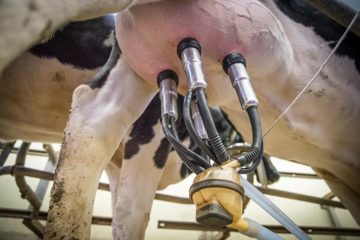 Partido Vegano - Vaca lechera con una ordeñadora mecánica - La leche y la dieta vegetariana