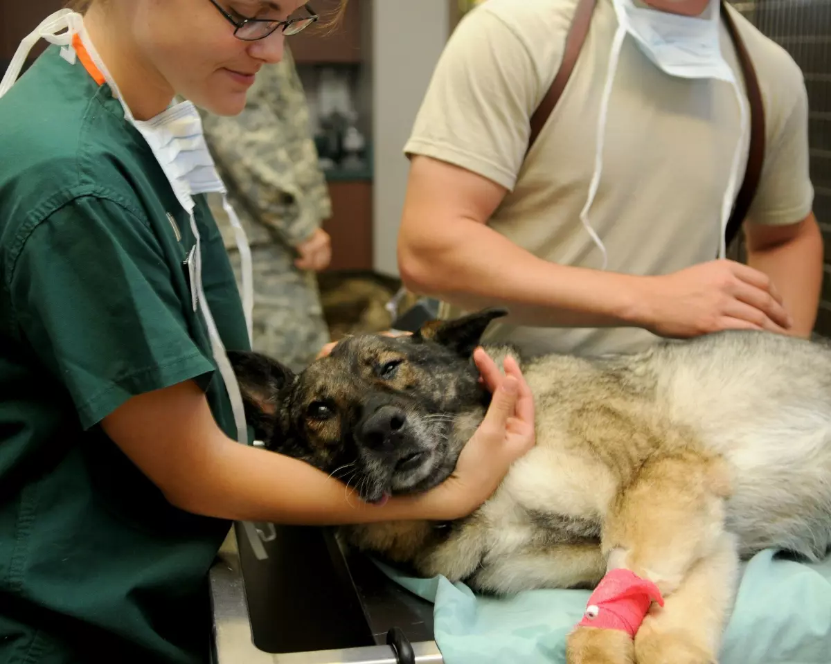 ¡Derechos Animales ya! - Perro atendido por veterinarios