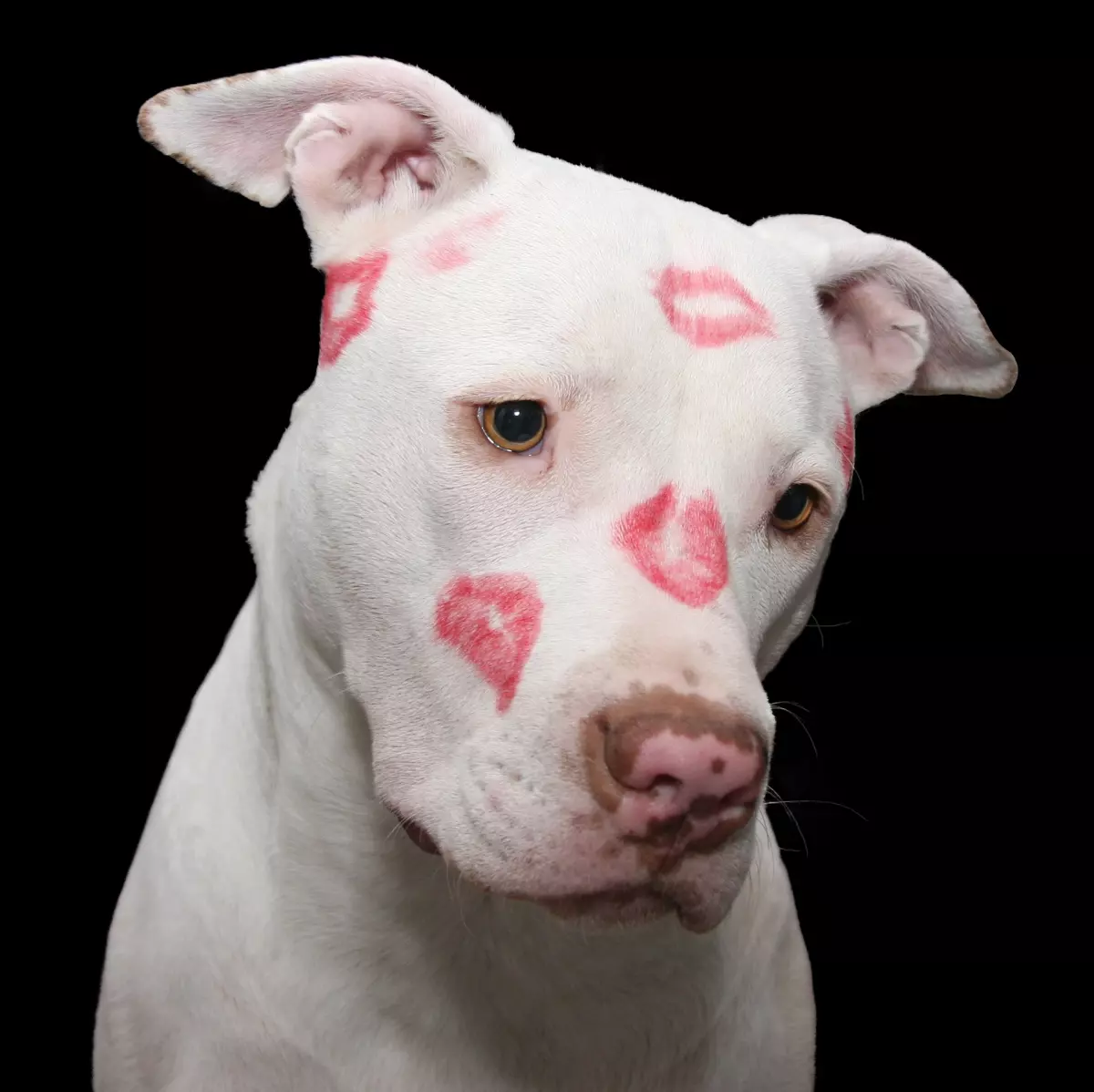 Partido Vegano - Pitbull con besos en el hocico - Maltrato animal