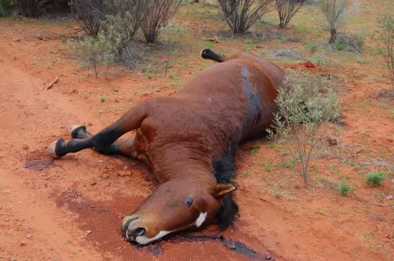 Partido Vegano - Caballo asesinado desde un helicóptero en Australia - Exterminio de animales por recursos hídricos