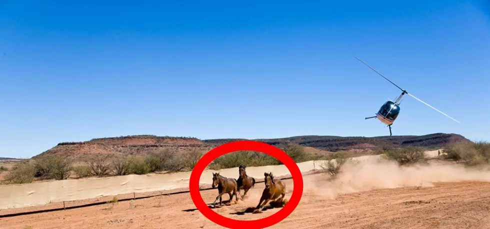 Partido Vegano - Caballos acosados por un helicóptero en Australia - Matanza de caballos en Australia