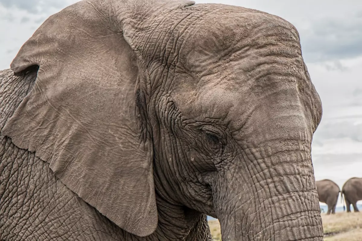 Partido Vegano - Elefante en vista frontal con la mirada triste - Bienestarismo - Proteccionismo - Animales