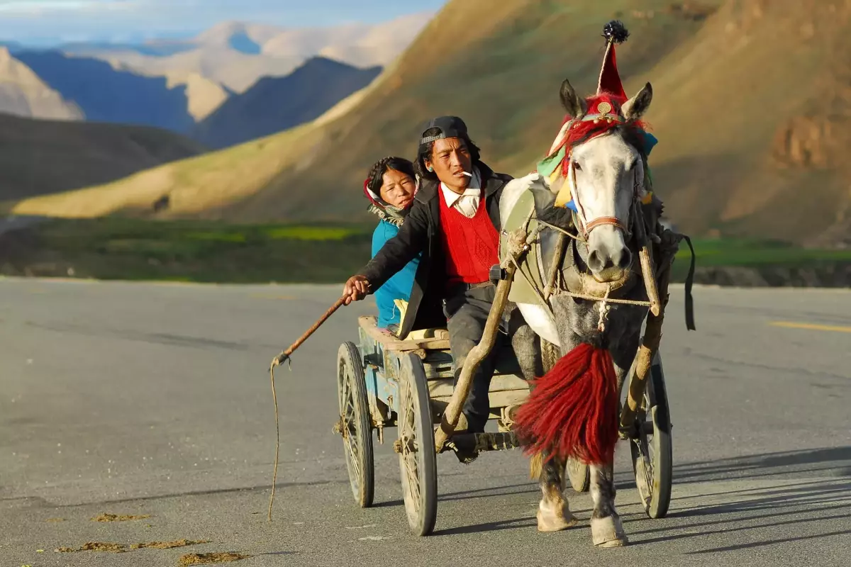 ¡Derechos Animales ya! - Paisanos del Tibet subidos a un carro - Ley del más fuerte contra los animales