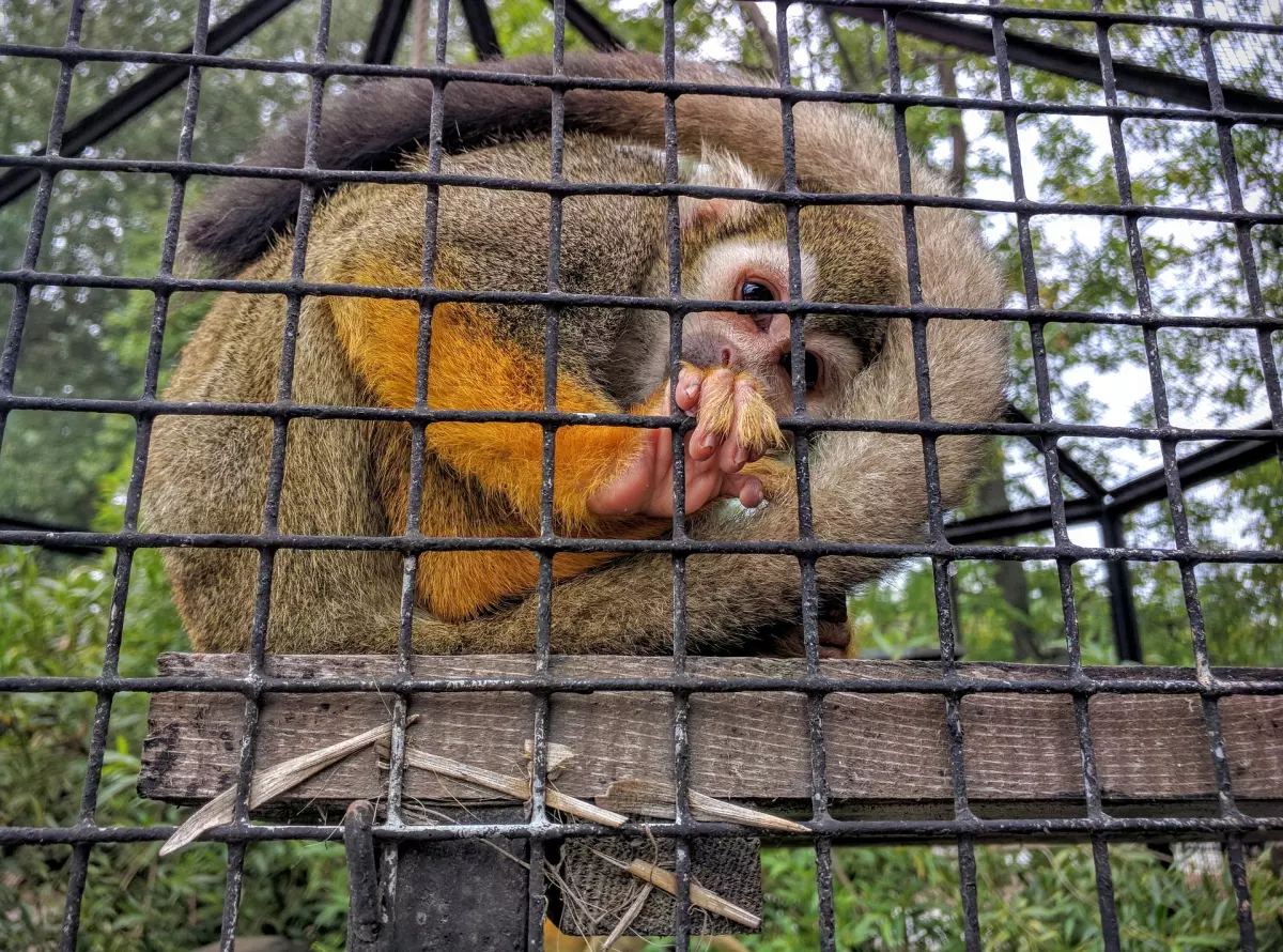 ¡Derechos Animales ya! - Primate enjaulado en un zoológico