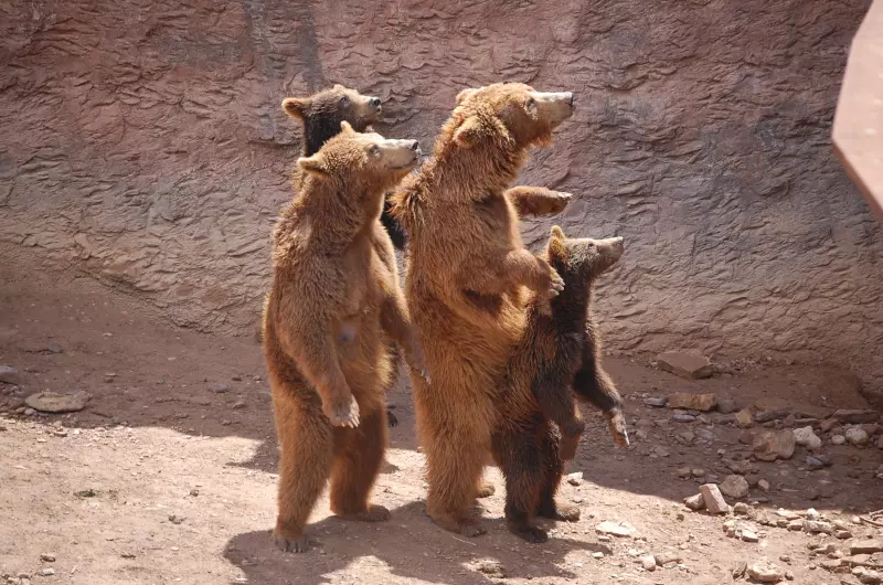 ¡Derechos-Animales-ya-Cuatro-osos-en-un-zoológico