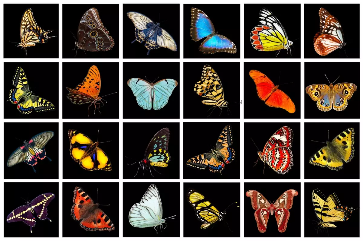 ¡Derechos Animales ya! - Colección de mariposas