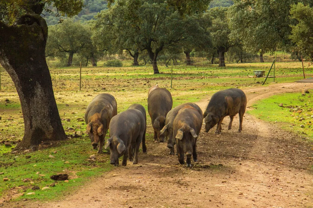 ¡Derechos Animales ya! - Cerdos ibéricos en una ganadería