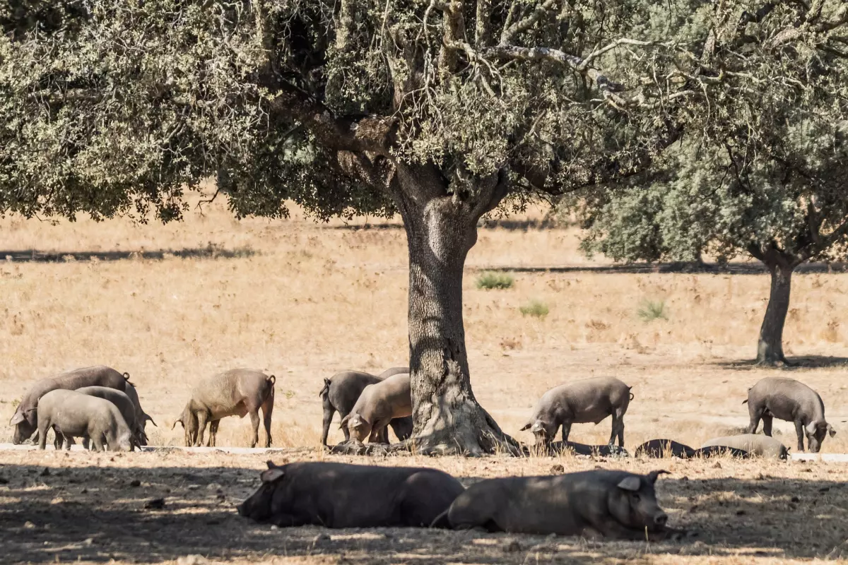 ¡Derechos Animales ya! - Dehesa de cerdo ibérico en Extremadura