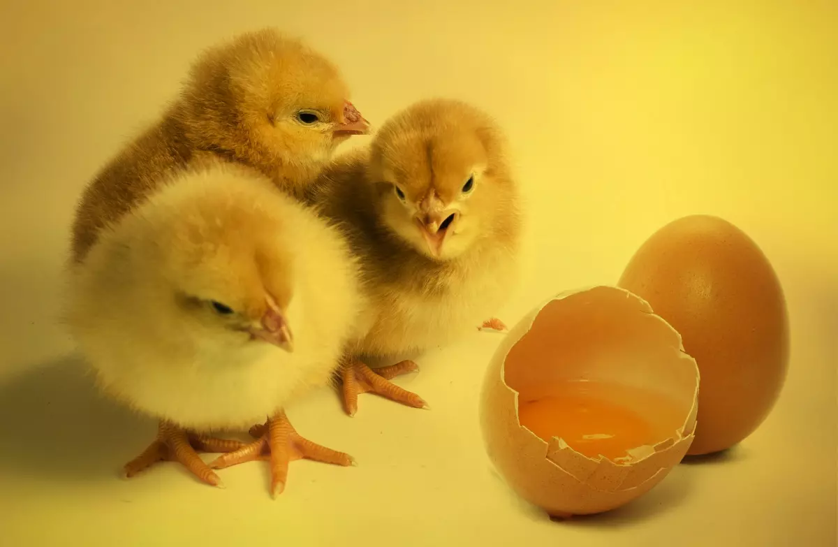 ¡Derechos Animales ya! - Pollitos recién salidos del huevo