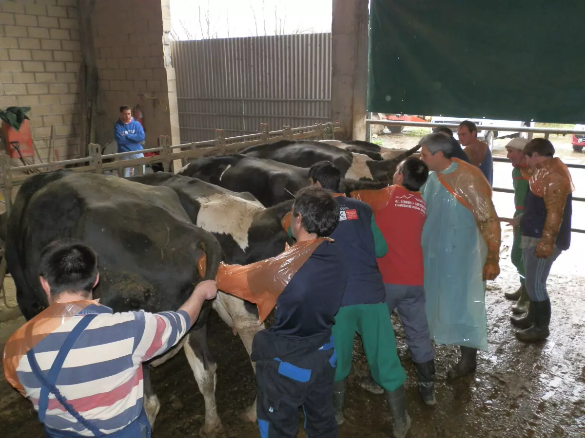 ¡Derechos Animales ya! - Prácticas de inseminación artificial en bovinos