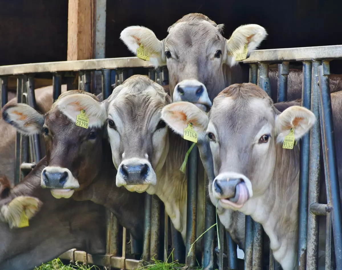 ¡Derechos Animales ya! - Vacas estabuladas