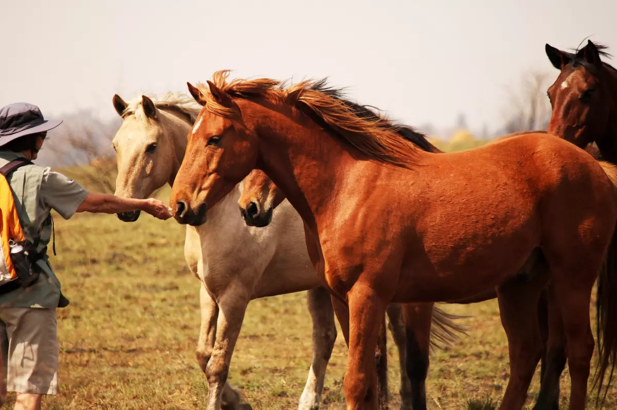 ¡Derechos Animales ya! - Excursionistas acarician caballos salvajes