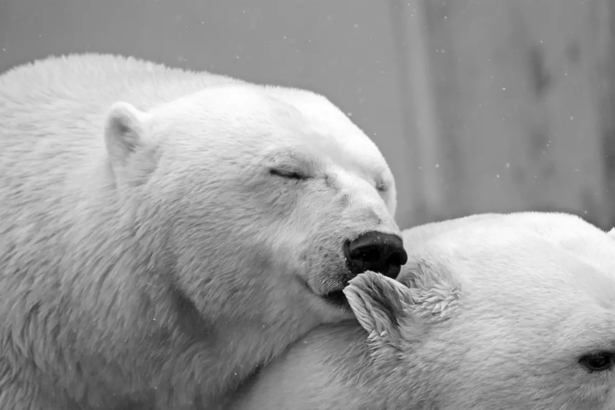 ¡Derechos Animales ya! - Osos polares acurrucados