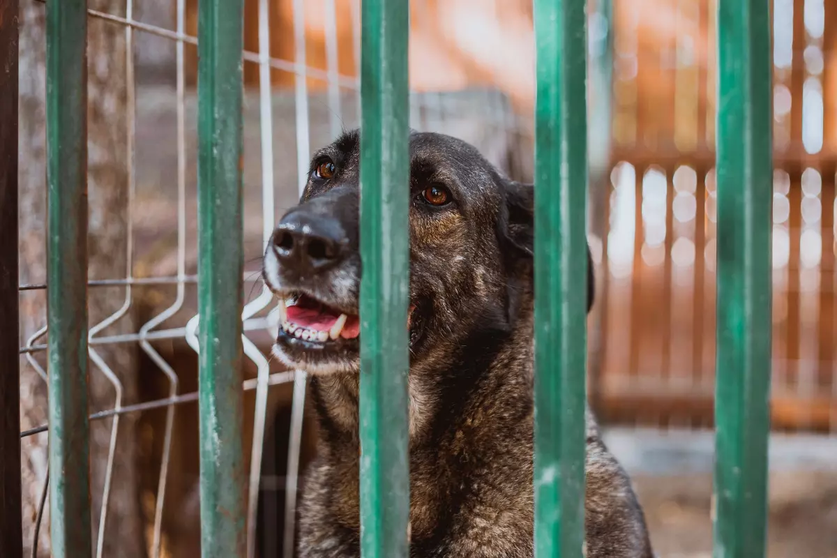 ¡Derechos Animales ya! - Perro encerrado en una perrera