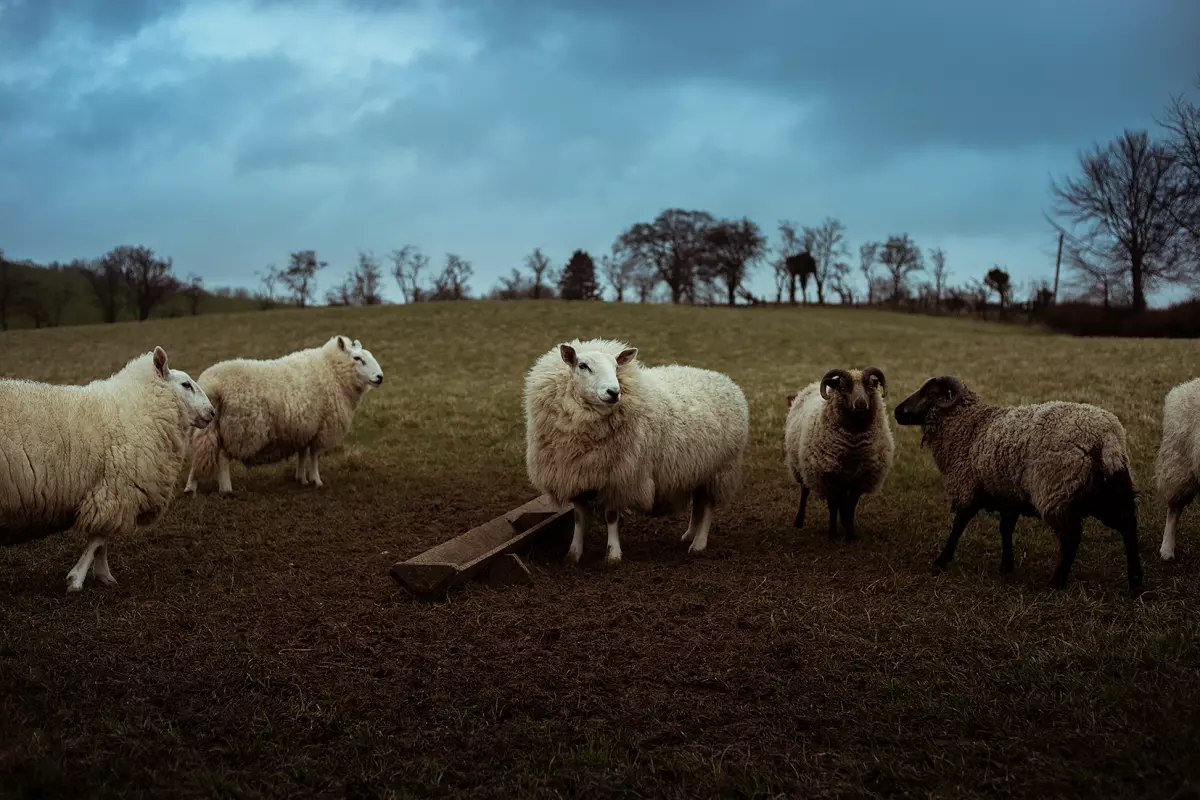 ¡Derechos Animales ya! - Ovejas y cabritos rescatados en el santuario Tribe de Escocia