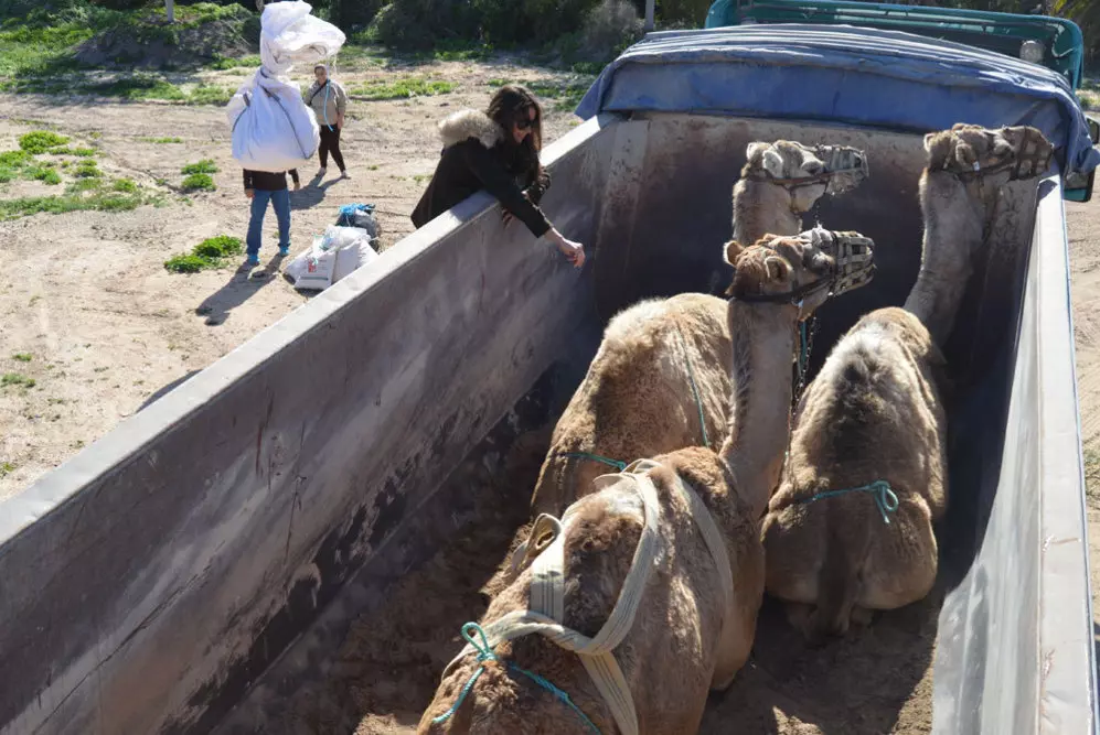 ¡Derechos Animales ya! - Camellos transportados en un camión para cabalgatas de Reyes Magos