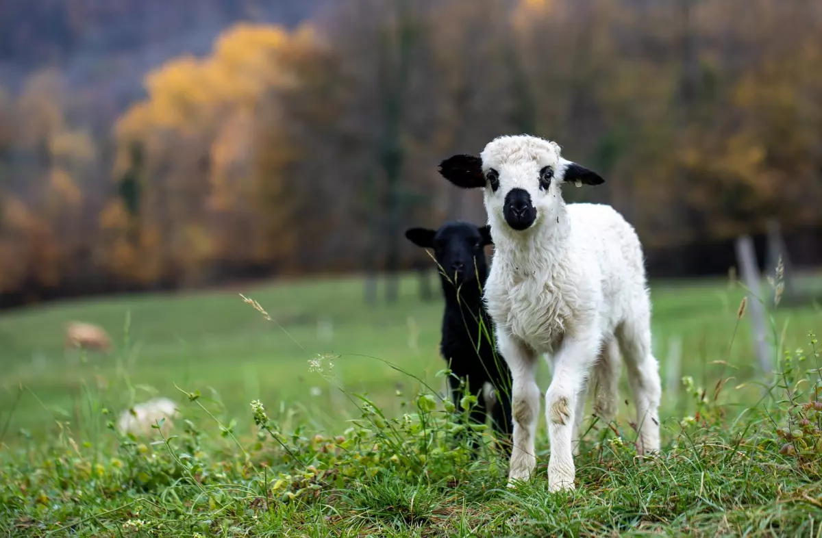 ¡Derechos Animales ya! - Cordero blanco y cordero negro - Explotar a los animales por su propio bien