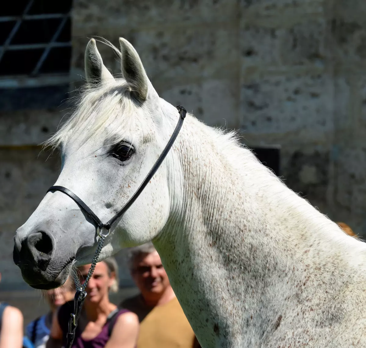 ¡Derechos Animales ya! - Yegua tomada de la cabezada - Coaching con caballos