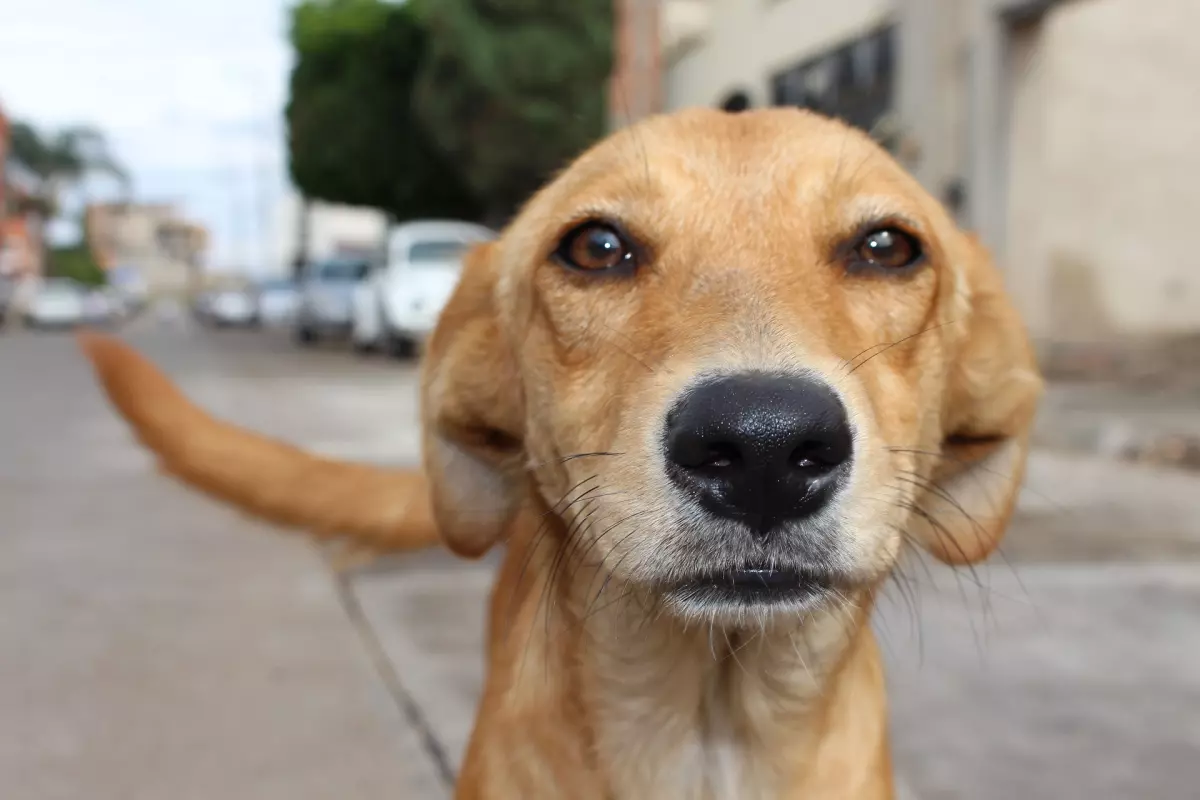 ¡Derechos Animales ya! - Perro abandonado en la calle