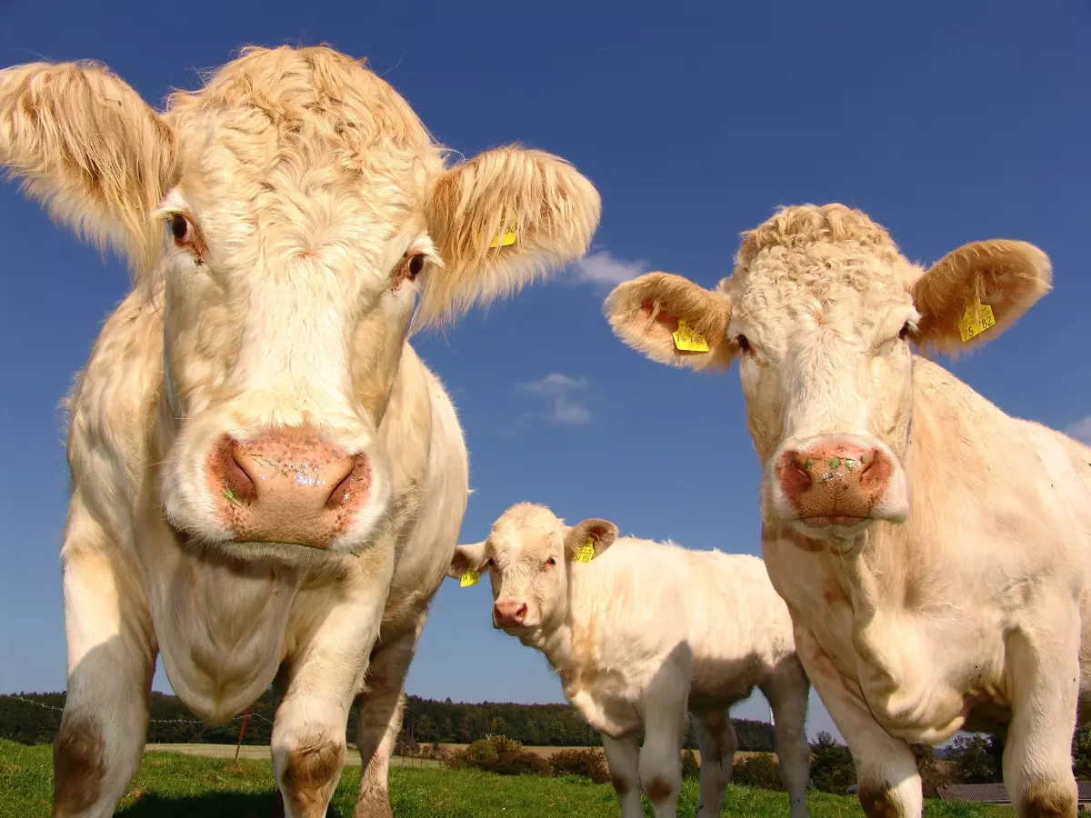 ¡Derechos Animales ya! - Tres vacas en el prado - Ganaderos españoles amenazan con sacrificar animales por la guerra de Ucrania