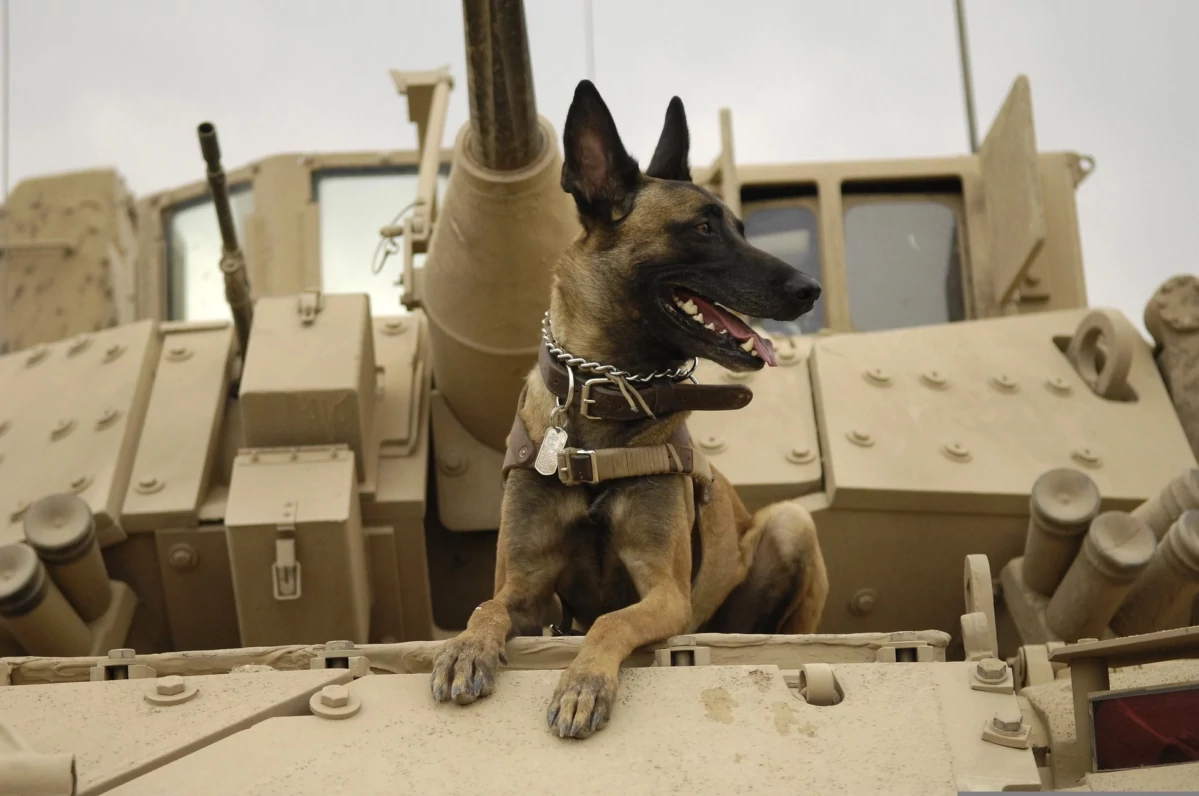 ¡Derechos Animales ya! - Perro explotado en el ejército
